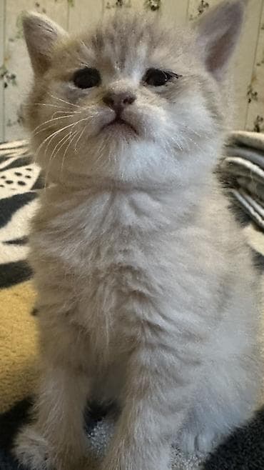 maraqli pişik adları: Britan — 1