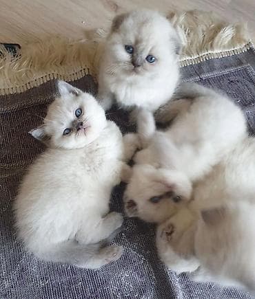 ördək balası haqqında məlumat: Britan — 1