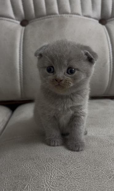 ucuz pişikler: Şotland yastı qulaq — 1