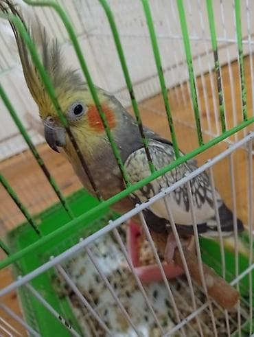 qus: Nimfa (Cockatiel) quşları – qəfəs ilə birlikdə - Say: 5 ədəd nimfa - — 5