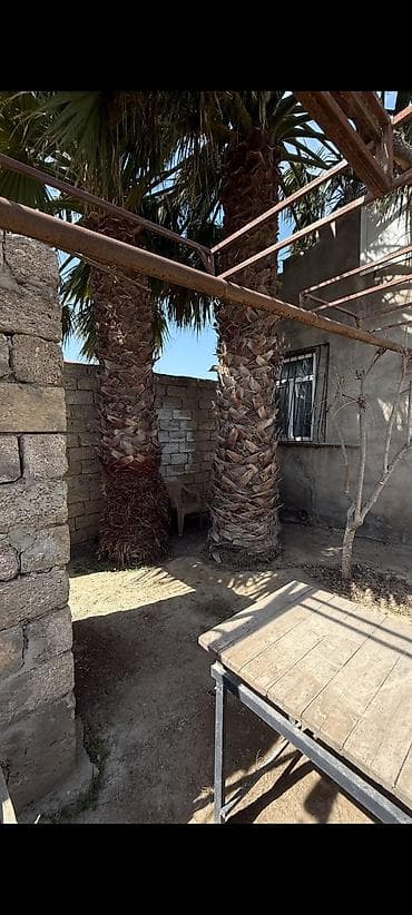 sekas palma: Satılır – həyət üçün dekorativ iki ədəd iri Vaşinqtoniya palma ağacı — 2