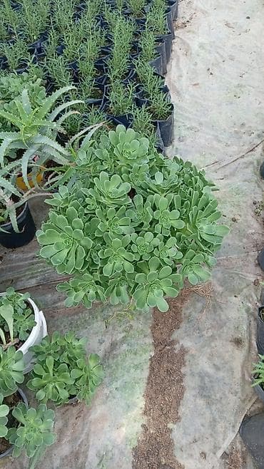 rozmarin bitkisi: Sukulent (Echeveria tipli) – qara plastik dibçəklərdə - Bitki tipi — 4