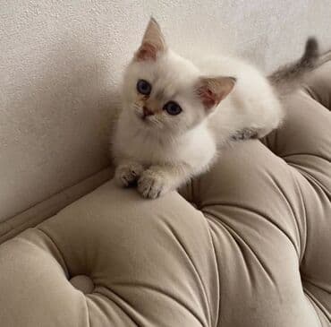 золотая шиншилла котенок: Britan — 1