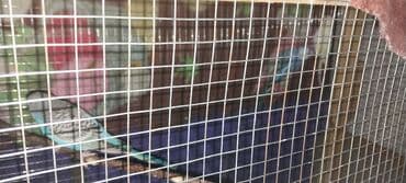 avcarka balaları: Valnitsiy balalar. 3 ədəddi. Biri 12 manat. 2 aylıq quşlardı. Ünvan — 2