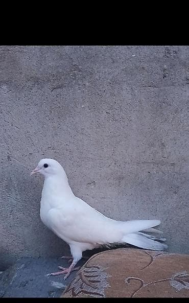 Tamamilə ağ rəngdə olan bu göyərçin, qara gözləri və açıq rəngli