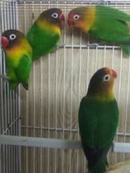 Boşqablar: Tutuquşu popuqay fişer . İki - dörd aylıq . Sarı iki aylıq nerazlucnik — 3