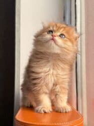 şinşila pişik: Qızıl şinşilla — 3