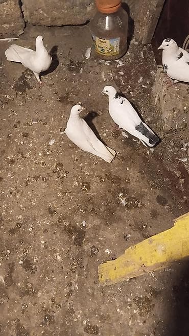 Quşlar: Ağ rəngdə ev göyərçinləri – zərif bədən quruluşu, qısa dimdik və sıx — 2