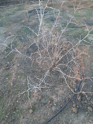 Букетные цветы: Комнатные растения — 2