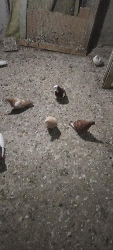 quş papuqay: Demek qirmizi ağ bas ağ per erkeydi orta ciriğ quyrug. Sari çalka — 3