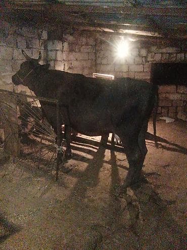 Dişi, Holsteyn, il: 3, 500 kq, Damazlıq, Südlük