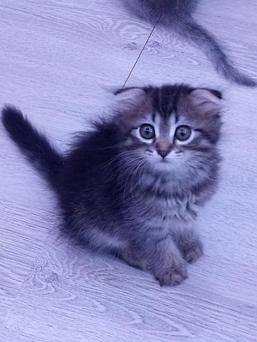 Ata şınşıla ana Britsh shorthairdi 2 aylıq balalar, südden