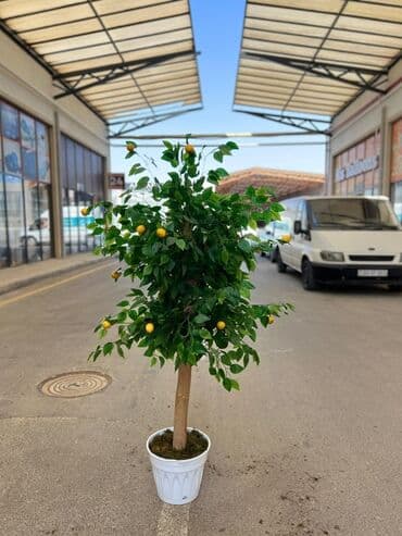 süni ağac: Daxili və xarici məkanlar üçün nəzərdə tutulmuş süni dekorativ ağac — 7