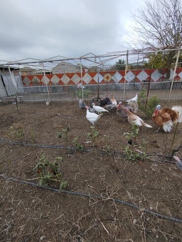 ucuz bala pişiklər: Erkək, Damazlıq — 8