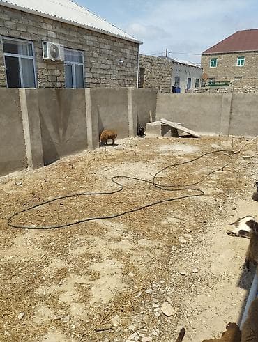 heyvan mal: Qoyun-keçi saxlanılan həyətyanı sahə – tövlə və yardımçı qurğularla - — 1