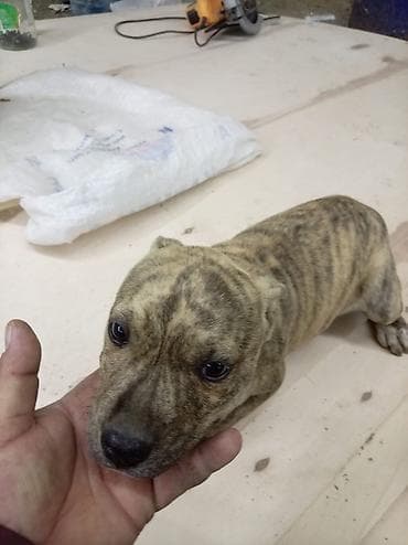 pitbul erkek: Pitbul, 2 ay, Dişi — 10