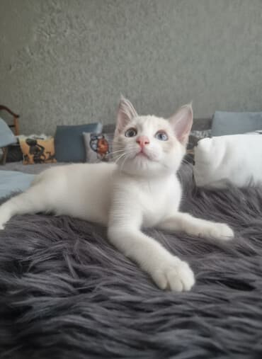 nişan şəkilləri: Siam, Erkək, Yaxşı əllərə, Ödənişli çatdırılma — 1