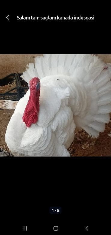 Salam tam mayali yumurtalar bizde isdeyen buyra biler catdirilma var