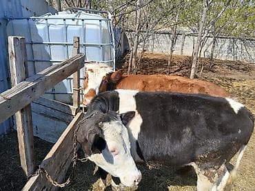 balaca ev itləri: Məhsul: 2 baş Disi dana satilir - Növ: iri buynuzlu heyvan — 1