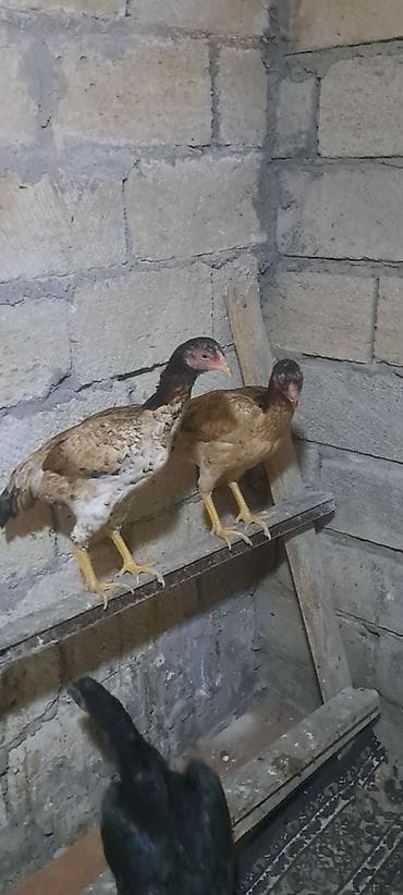 pitbull iti satilir: Toyuq, Damazlıq, Ünvandan götürmə — 3