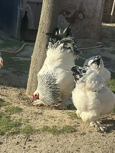 toyuqlarin satisi: Toyuq, Brama, Damazlıq — 3