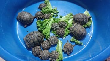 heyvanlar alemi: Quru tısbağaları.Say çoxdur istənilən ölçüdə var sağlamdılar. Cüt — 2