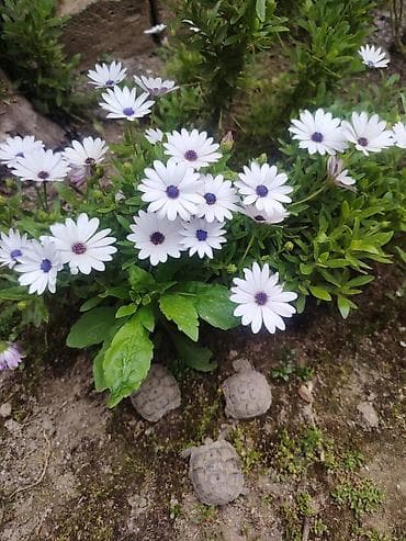 xamilyon heyvan: Quru qisbagasi kicik olcude 2ildir boyumurler 3ededdir elde biri — 2