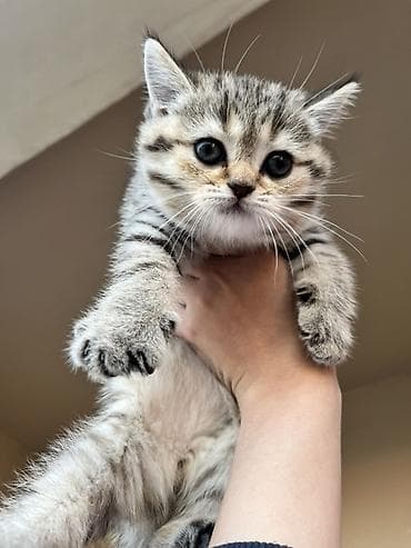 ordek balası: Şotland, Erkək, Dişi, Pulsuz çatdırılma — 2