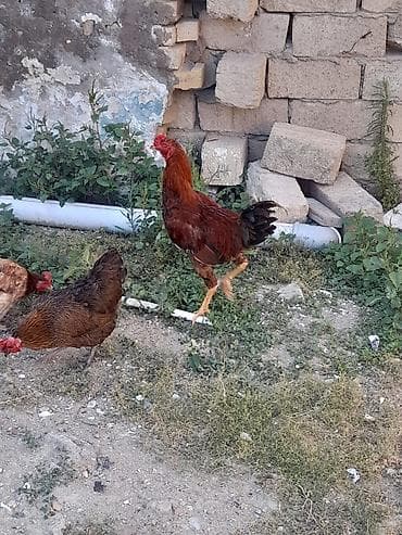 sultan toyuğu: Toyuq, Damazlıq, Ünvandan götürmə — 2