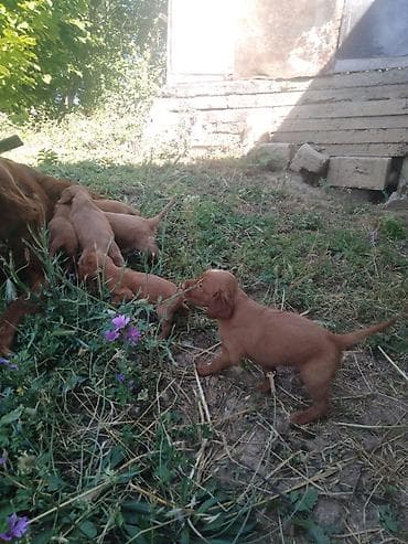 heyvan evləri: İrland Setter bala itlər - Cins: İrland Setter (qırmızı rəngli — 4