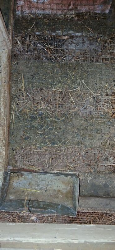 it ucun qəfəs: Dovşan üçün ikili qəfəs - Material: taxta karkas, üstü taxta/qalın — 4