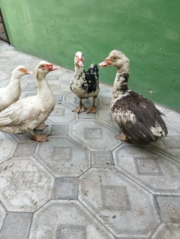 Кошки: Muscovy (hinduska) ördəkləri – 4 baş - Növlər: Muscovy/hinduska. - — 1