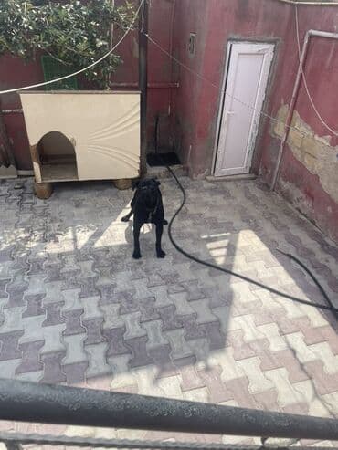 кане корсо цена: Kane-Korso, 1 il, Erkek, Peyvəndli, Ünvandan götürmə — 5