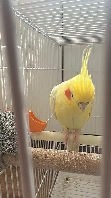 hind quşu baximi: Salam hazir cut karela erkey sari olandi danisir isdeyene vidyosun ata — 4