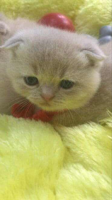 pişik adları azeri: Şinşilla, Dişi — 4