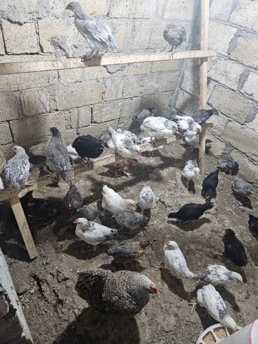 Toyuq cücələri, Ətlik