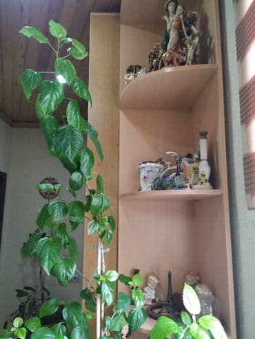 ev certiyojları: 100 kv. m, 2 otaqlı, Hovuzsuz — 14