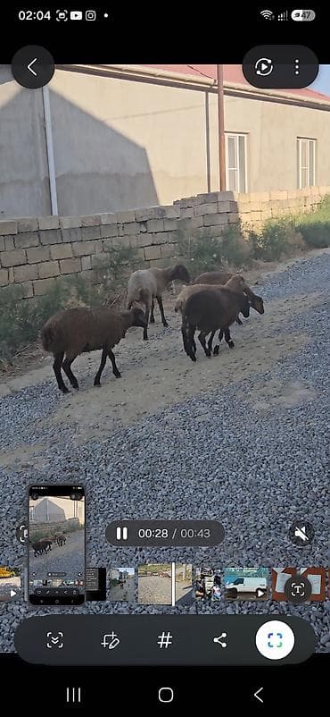 kanada sortu hinduska: 10 quzudu saxlaya bilmirəm 2800 manata ziyana satıram 9 dişi 1 — 2