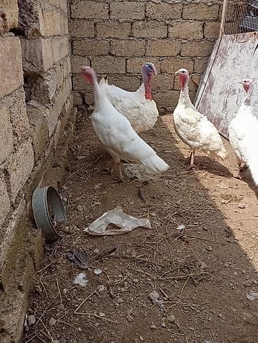hinduşka: Məhsul: Ağ hinduşka sürüsü (erkək və dişilər) Təsvir: - Ağ rəngli — 2