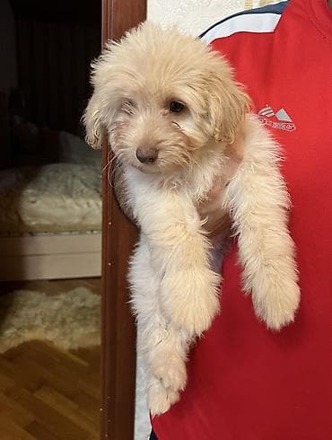 quba heyvanlar: Malta bolonka, 2 ay, Dişi — 5