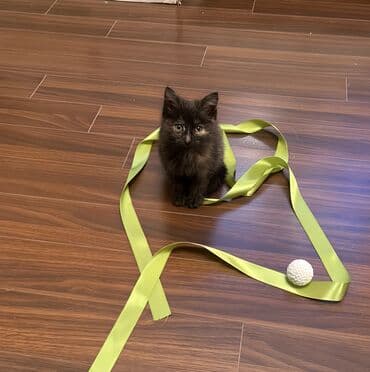 qold pişik: Dişi, Yaxşı əllərə — 5