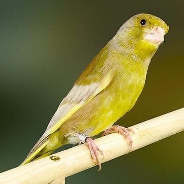 bamiya toxumu: Məhsul: Yaşıl qırqovul quşu (European Greenfinch – Carduelis chloris) — 3