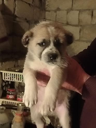 balaca ağ itlər: Qurdbasar, 1 ay, Erkek — 2