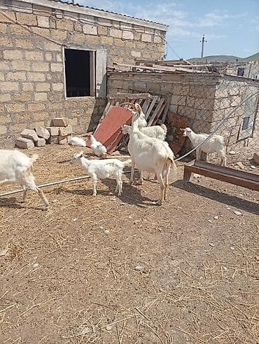 paket arı satışı: SAF KAN MACAR VE FIRANSIZ SANEN KEÇİLERİ - Növ: süd və ətlik yerli — 7