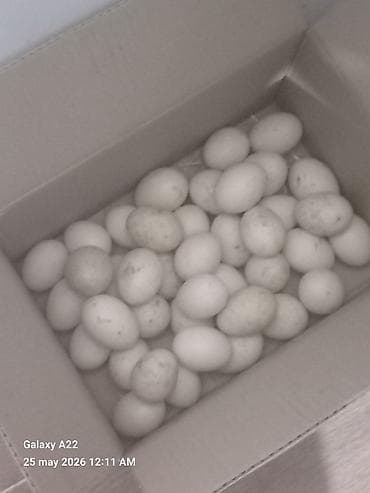 cipsi sekilleri: Musk ördəyi yumurtası lal ördek - Növ: Muskoviy (musk) ördəklərinin — 1