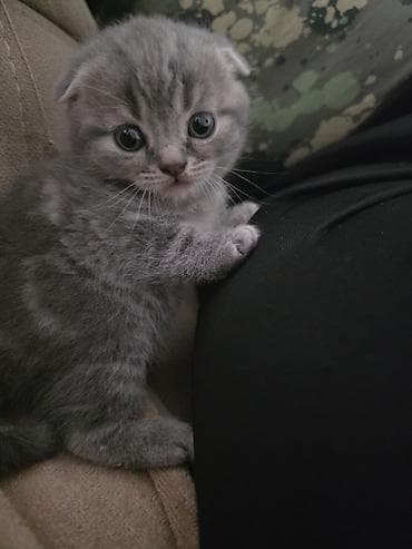 pişikler: Şotland — 6