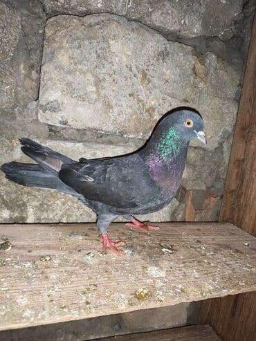 yasil bas ordek: Qara rəngdə göyərçin - Növ: ev göyərçini - Rəng: qara (boyun və — 5