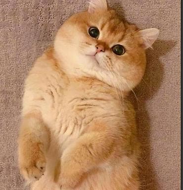 mustanq heyvan: Britan, Cütləşmə üçün — 2