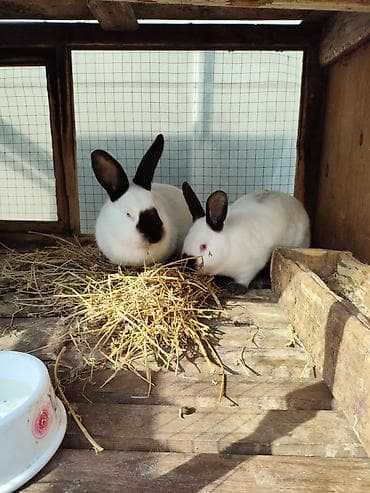 goyercin damı: Kaliforniya dovşanları - Rəng: ağ bədən, tünd (şokolad-qara) — 1
