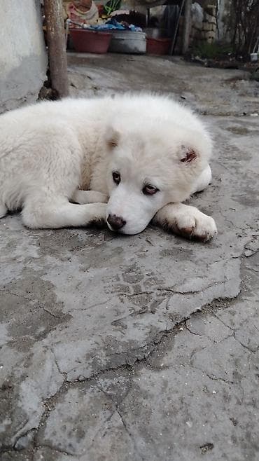 xaski ag: Ağ tüklü bala it – iri cins. - Qalın, sıx və yumşaq ağ kürk - Tünd — 6